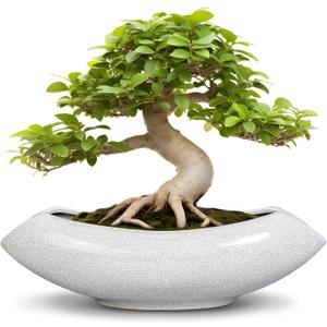 Ceramic Bonsai Tree Pot - 18 Inch Ceramic Pots for Plants, Large Succulent Planter with Drainage Hole for Indoor Outdoor, Unique Planters for Flower, Home Decor, Gardening Gifts, White-Black