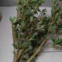 Black Olive Tree Artificial- 6ft Faux Black Olive Tree with Natural Trunk and Realistic Leaves - Artificial Shady Lady Tree for Modern Home Office House Living Room Decor