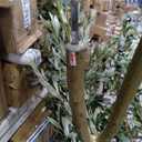 VIVATREES Olive Trees Artificial Indoor, 5FT Tall Faux Olive Tree with White Tall Planter, Artificial Plants with Natural Wood Trunk and Lifelike Fruits for Home Office Decor