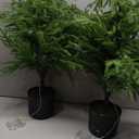 2FT Artificial Norfolk Pine Christmas Tree  Tabletop Faux Tree Unlit/Prelit with 50 LED Lights & 8-Function Battery Box, Pre-Assembled Holiday Decor for Home or Office (2FT-2Pack)