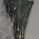 Green Brunches of Eucalyptus