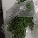 Artificial Cedar Greenery Stems Decorative Pine Branches for Floral Arrangement Home Wedding Festival Decor Pack of 10