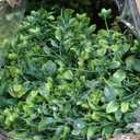 28 Inch Large Boxwoods Wreaths for Front Door Artificial Green Leaves Greenery Indoor Outdoor Wreath Home Decor Porch Window Wall Farmhouse Door Decorations Spring Summer Fall All Seasons