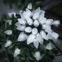 AWQ 100LED 81 FT C9 Christmas String Lights Plug in Fairy Twinkle String Lights 8 Modes Timer Function Waterproof Extendable for Indoor Outdoor Wedding Party Christmas Decoration (100, White)