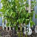Peony Supports for Outdoor Plants,18.5 x 22.9in Dahlia Stakes | Durable Garden Support Cage for Peonies, Tall Plant Support Stakes, Elegant Design - Ideal for Indoor & Outdoor Use