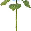 Waipfaru 21" Real Touch Blue Hydrangea Artificial Flowers with Long Stem & Leaves, Full Latex Faux Hydrangea Flowers for Home Decor Party Floral Arrangements Wedding Bouquets Centerpieces, 2Pcs