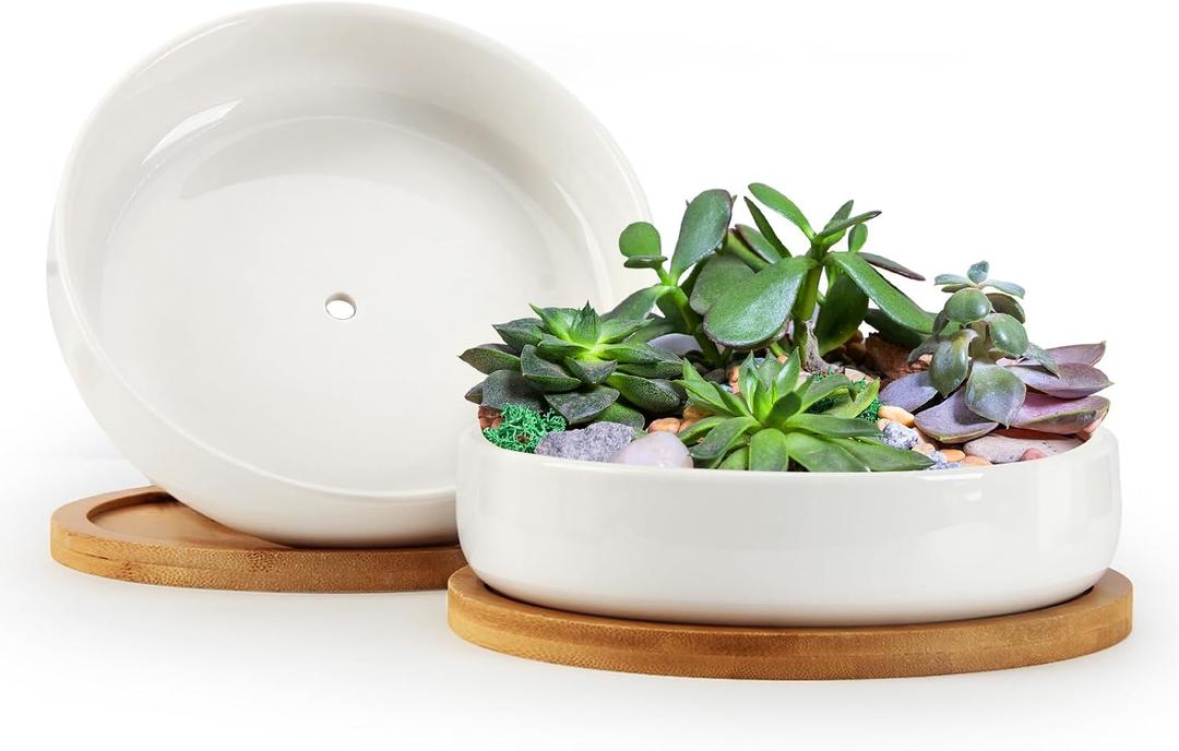 ZOUTOG Succulent Pots,6 Inch Succulent Planters with Drainage and Tray,White Ceramic Planters for Indoor Plants,Round Shallow Flower Plant Pots,Pack of 2 (6.14*1.57 inches)