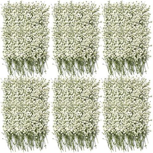 300 Pcs Dried Babys Breath Flowers Bulk Ivory White Babys Breath Real Pressed Flowers Natural Gypsophila for Resin Wedding Art Craft DIY Invitations Scrapbooking Card Making