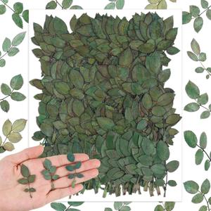Fabbay 200 Pcs Real Dried Pressed Green Leaves Natural Rose Flower Dried Leaves Plant Greenery for Resin Art Arrangements Home Wedding Bouquets DIY Crafts Decors Card Scrapbooking