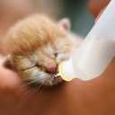 5Pack Kitten Bottle for Nursing Puppy Milk Kitten Bottles Feeding Kit Silicone Nipple for Newborn Pets Kittens, Puppy,Squirrel (Yellow)