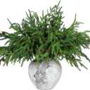Yinder Xmas Norfolk Pine Branches with Pine Cones Norfolk Pine Artificial Xmas Branches for Xmas Indoor Outdoor Home Decor(10 Pcs)