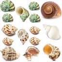 15PCS Hermit Crab Shells Include Small & Medium and Large (6 Types) Natural Seashells, for Hermit Crab Supplies and Replacement Sea Shells