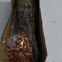 YXZZWL 110 Pcs 5 Kinds Mixed Artificial Eucalyptus Stems and Faux Berry,Autumn Fake Eucalyptus Leaves Stems Bulk Branches for DIY Bouquets Floral Arrangement Wedding Home Fall Decorations (Orange)