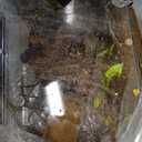AZV Habitat Terrarium Enclosure,Small Reptile Tank with Bearded Dragon Hammock,Heat Lamp,Hide Cave for Small Reptiles,Amphibians,Lizard,Mantis,Spider,Leopard Gecko,Corn Snake,Turtle,Frog,Chameleons (Small(12*7*9IN))