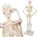 17.7“ Human Skeleton Model for Anatomy,Movable Arms Legs Bones Structures, 45CM