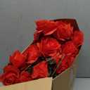 2 Pcs Red Artificial Rose Vine Hanging Faux Flowers Garland for Wedding Anniversary Birthday Party Background Arch Garden Home Wall Room Decor