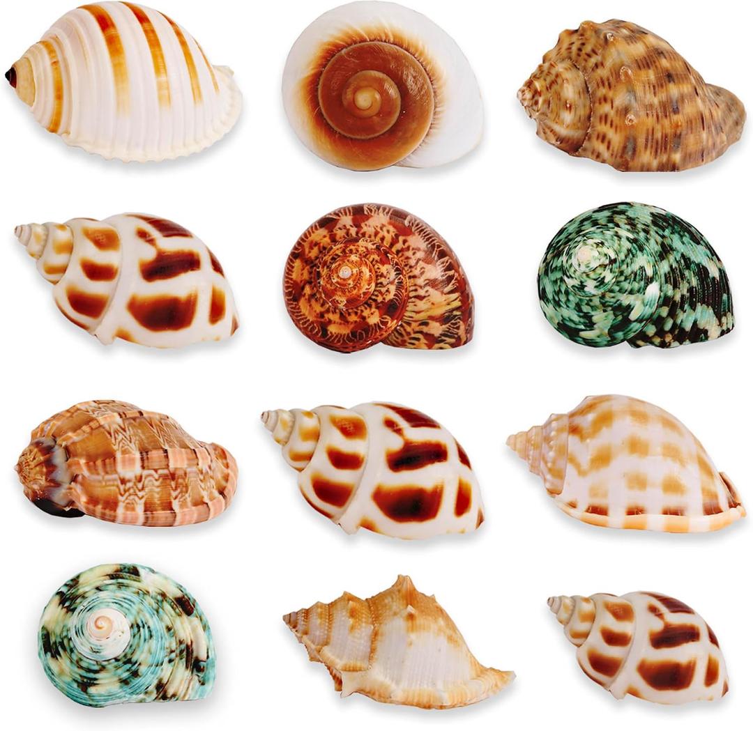 12PCS Natural Hermit Crabs Shell Sea Conch 1.6"-4.3" Large Sizes 9 Types Seashells Turbo for Hermit Crabs Natural Shells Hut for Fish Tank Decor Hide Reptile Hideouts Crustaceans Terrarium Decoration