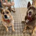 Lionet Paws Halloween Dog Collar with Bowtie - Cute Cotton Adjustable Fall Bowtie Dog Collar with Metal Buckle for Small Medium Large Dog Girl Boy Gift, L, Neck 16-24in