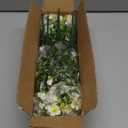 Grunyia Outdoor Artificial Flowers UV Resistant & Fade Proof, 12 Pack Realistic Fake Flowers for Garden, Patio, Lawn Decor - Weatherproof Plastic Plants (White)
