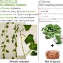 suddus Vine with Fairy Lights Battery Operated, 33ft 100 LED Ivy String Lights with Remote, Leaf Lights for Bedroom, Room, Wall, Garden, Party, Wedding Dorm Decor (Warm White)