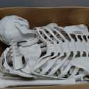 Wocst 5.4Ft/165cm Halloween Skeleton Full Body Life Size Human Bones with Movable Joints for Indoor Outdoor Halloween Props Decorations