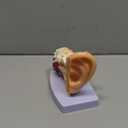 1.5 Times Human Ear Anatomy Model - Ear Joint Simulation Model Professional PVC Outer Middle Inner Ear Model with Base for Medical Demonstration