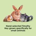 Kaytee Timothy Hay, High Fiber, Grown Specifically for Small Animals, Rabbits, Guinea Pigs, Chinchillas, Ideal Bulk Order for Small Pets, 12 pounds (EXP 11/30/26)