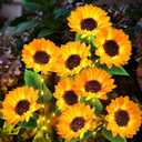 KOOPER Solar Lights Outdoor Decor - 6 Pack Solar Garden Lights with 18 Sunflower Lights, Auto ON/Off, Waterproof for Garden, Patio, Backyard
