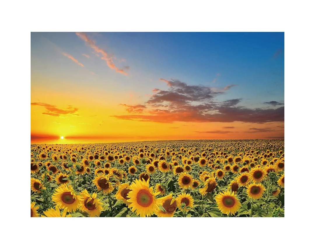 1000 Pieces Puzzles for Adults Sunflower Jigsaw Puzzles Flowers Floor Puzzle Kids DIY Toys for Creative Gift Home Decor