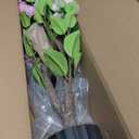 38" Tall Artificial Camellia Tree Faux Plants Outdoor Indoor Fake Trees Potted Bushes Artificial Decor Plant with 32 Pink Flowers Decorations Arboles Artificiales para Decoracion