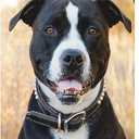 Healthy Breeds Pit Bull Oatmeal Shampoo with Aloe 16 oz