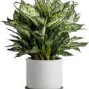 5.8 Inch Plant Pot: Ceramic Planter with Drainage Hole & Saucer for Indoor Outdoor Plants - Flowerpot with Bonded Tray for Home Office - Retro Style, Grey