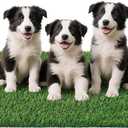 Artificial Grass Pad for Dogs Potty: Fake Grass for Dogs Puppy Potty Training to Pee and Poop on Balcony, Backyard, Patio, Apartment - Protect Floor and Furnitures, 2X Faster Drainage, Easy to Clean (XL-39"X24.4")