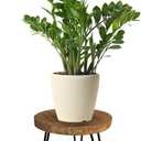 Plant Stand Indoor Outdoor Wood Mid Century Plant Stand for Indoor Plants, Modern Plant Table Round Plant Stool, Boho Rustic Wooden Stool for Plant Pot Hol (L) (Dark Brown)