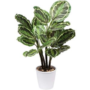 Briful 24.8" Artificial Calathea Medallion Plant Fake Plants Home Décor Tropical Faux Plant in Pot for Home Garden Office Decoration