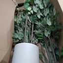 Timoo Ficus Tree Artificial 6 FT Tall Faux Plants Indoor Fake Tree with White Tall Planter, Artificial Plants Indoor Faux Tree with Full Realistic Leaves, Fake Plant for Home Office Corner Decor
