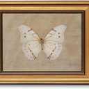 VIYYIEA Vintage Gold Framed Wall Art for Living Room, White Butterfly Canvas Prints Home Decor, Oil Painting Picture, Bedroom Wall Decor Gifts for Friends or Family -Morpho polyphemus-(10L x 8W)