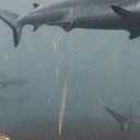 Decorative for Classroom Ceiling Light 36"x24" Feet Magnetic Light Covers Filter Easy Install for Office Hospitals & Home Drop Ceiling Supplies (Shark)