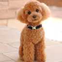 Dog Collar Polyester Cotton Webbing with Neoprene Inner Quick Release Bronze-Colored Buckle for Small Dogs (Black, S)