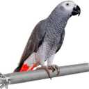 KATUMO Bird Perch - Stainless Steel - Rough Surface Stand for Small to Medium Parrots (9.8 x 1.0 inch)
