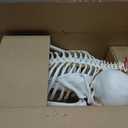 NLShan Human Skeleton Model for Anatomy -Life Size Anatomical Skeleton Medical Model with Nervous System 70.8 in with Rolling Stand for Study and Display Colorful Posters