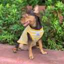 YQYS Dog Shirts Multi-Color Striped Cotton Vest for Small Dogs and Cats Puppy Clothes Teacup Dog Clothing Tank Top for Chihuahua Miniature Pinscher Yellow Medium