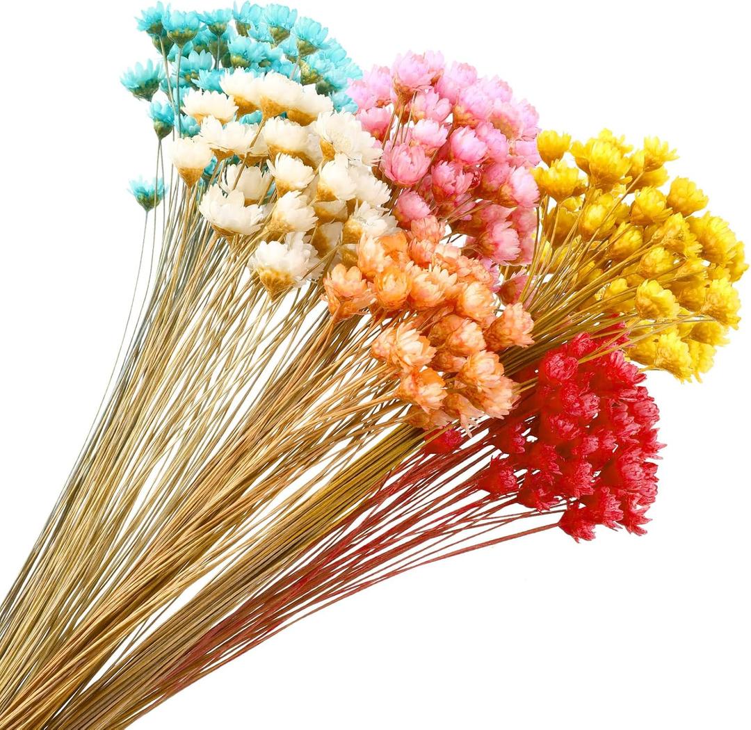 300 Stems Dried Flowers Brazilian Small Star Daisy Decorative Flowers Colorful Natural Dry Bouquet Mini Daisy Chamomile for DIY Home Wedding Floral Arrangements