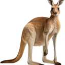 Kangaroo - Life Size Cardboard Cutout Standup People with Support Standee | Animals -