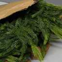 N&T NIETING 9FT Christmas Norfolk Pine Garland Real Touch Pine Artificial Garlands Faux Greenery Garland Winter Christmas Garland for Table Mantle Fireplace Indoor Outdoor Xmas Decorations (1 Pcs)