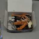 13 Pack Wild Animal Toys with Educational Booklet and Gift Box, Realistic Safari Animals Figures for Kids, Plastic Zoo Animals Figurines for Toddler Ages 1-3, Jungle Birthday Party Favor for Boy Girl