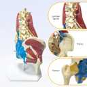 Lumbar Spine Model with Nerves, Female Pelvis Model Anatomy 1:1 Life Size Nerves Hip Joint Muscle Model Removable Movable Femur Heads Product Manual Card for Medical Education Study