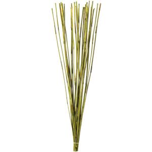 Vickerman 40 Basil Elephant Reed, 10 oz Bundle, Dried
