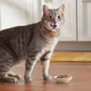 Meow Mix Tenders in Sauce Wet Cat Food, Poultry & Beef Variety Pack, 2.75 Ounce Cup (Pack of 24) (EXP 03/12/26)