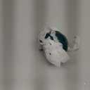 WHJY Dark Green Cherry Blossom Dish Set, Cute Pink Ceramic Plates, Sauce/Seasoning Dish, Sushi Dishes, Soy Dipping Bowl, Dessert, Appetizer Plates, Serving Dish for Kitchen Home  Set of 5